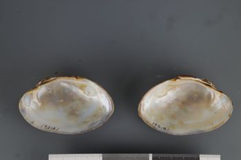 Media type: image;   Malacology 192121 Description: Dry valves;  Aspect: Vi